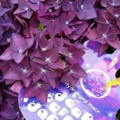 Aanbiedingen Bloem Land Winkel -Aanbiedingen Bloem Land Winkel hydrangeadeeppurpledance01