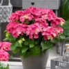 Hortensia Rood (Hydrangea 'Forever&Ever') -Aanbiedingen Bloem Land Winkel hydrangeaforeverandeverroodv01