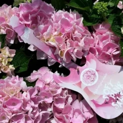 Hortensia Soft Pink Salsa (Hydrangea 'Music Collection') -Aanbiedingen Bloem Land Winkel hydrangeasoftpinksalsa01 1