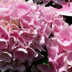 Hortensia Soft Pink Salsa (Hydrangea 'Music Collection') -Aanbiedingen Bloem Land Winkel hydrangeasoftpinksalsa02