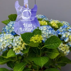 Hortensia Blue Ballad (Hydrangea 'Music Collection') -Aanbiedingen Bloem Land Winkel img 1362