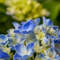 Hortensia Blue Ballad (Hydrangea 'Music Collection') -Aanbiedingen Bloem Land Winkel img 1365