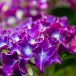 Hortensia Paars (Hydrangea 'Forever&Ever') 6 Hortensia Paars (Hydrangea 'Forever&Ever') -Aanbiedingen Bloem Land Winkel img 1426