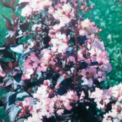 Lagerstroemia (Lagerstroemia Indica 'Rhapsody In Pink') -Aanbiedingen Bloem Land Winkel img 2475 1