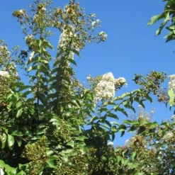 Lagerstroemia Halfstam (Lagerstroemia Indica 'Burgundy Cotton') -Aanbiedingen Bloem Land Winkel img 4003