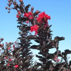 Lagerstroemia Als Halfstam (Lagerstroemia 'Black Diamond Best Red') -Aanbiedingen Bloem Land Winkel img 4246