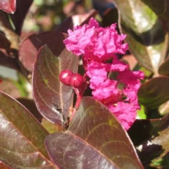 Lagerstroemia Als Halfstam (Lagerstroemia Indica 'Berry Dazzle') -Aanbiedingen Bloem Land Winkel img 4248