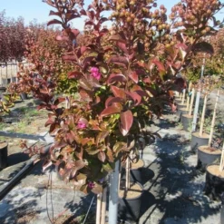 Lagerstroemia Als Halfstam (Lagerstroemia Indica 'Berry Dazzle') -Aanbiedingen Bloem Land Winkel img 4249