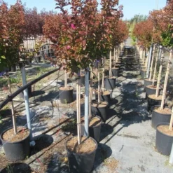 Lagerstroemia Als Halfstam (Lagerstroemia Indica 'Berry Dazzle') -Aanbiedingen Bloem Land Winkel img 4250