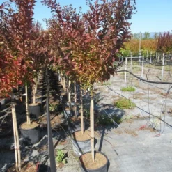 Lagerstroemia Als Halfstam (Lagerstroemia Indica 'Berry Dazzle') -Aanbiedingen Bloem Land Winkel img 4251