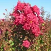 Rode Lagerstroemia Als Boom (Lagerstroemia Indica) -Aanbiedingen Bloem Land Winkel img 4257