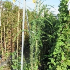 Jasmijn (Jasminum Officinale) -Aanbiedingen Bloem Land Winkel jasminum officinale 175 200