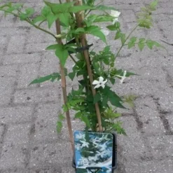 Jasmijn (Jasminum Officinale) -Aanbiedingen Bloem Land Winkel jasminum officinale 1