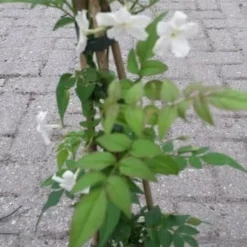 Jasmijn (Jasminum Officinale) -Aanbiedingen Bloem Land Winkel jasminum officinale 2