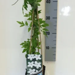 Jasmijn (Jasminum Officinale) -Aanbiedingen Bloem Land Winkel jasminum officinalis 50 60 c2 1