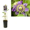 Bosrank (Clematis ‘Taiga’) -Aanbiedingen Bloem Land Winkel k303.40855 clematis florida taiga pbr light s pot 1
