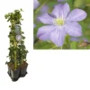 Hedera-Clematis Mix Haag (Prince Charles) -Aanbiedingen Bloem Land Winkel k390.99122 clematis prince charles 1m privacy