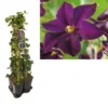 Hedera-Clematis Mix Haag (Romantika) -Aanbiedingen Bloem Land Winkel k390.99123 clematis romantika 1m privacy 1