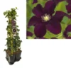 Hedera-Clematis Mix Haag (Warszawska Nike) -Aanbiedingen Bloem Land Winkel k390.99124 clematis warszawska nike 1m privacy