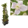 Hedera-Clematis Mix Haag (Mayleen) -Aanbiedingen Bloem Land Winkel k390.99128 clematis montana mayleen 1m privacy 1