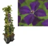 Hedera-Clematis Mix Haag (Polish Spirit) 2 Hedera-Clematis Mix Haag (Polish Spirit) -Aanbiedingen Bloem Land Winkel k390.99132 clematis vit. polish spirit 1m privacy
