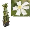 Hedera-Clematis Mix Haag (Paul Farges) -Aanbiedingen Bloem Land Winkel k390.99133 clematis paul farges 1m privacy 1