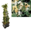 Hedera-Kamperfoelie Mix Haag (Hall's Prolific) -Aanbiedingen Bloem Land Winkel k390.99134 lonicera j. hall s prolific 1m privacy