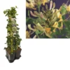 Hedera-Kamperfoelie Mix Haag (periclymenum) -Aanbiedingen Bloem Land Winkel k390.99135 lonicera periclymenum 1m privacy