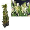 Hedera-Kamperfoelie Mix Haag (Belgica Select) 2 Hedera-Kamperfoelie Mix Haag (Belgica Select) -Aanbiedingen Bloem Land Winkel k390.99136 lonicera per. belgica select 1m privacy