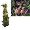 Hedera-Kamperfoelie Mix Haag (Serotina) -Aanbiedingen Bloem Land Winkel k390.99137 lonicera per. serotina 1m privacy