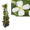 Hedera-Clematis Mix Haag (grandiflora) -Aanbiedingen Bloem Land Winkel k390.99141 clematis montana grandiflora 1m privacy 1 1