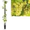 Pitloze Witte Druif (Vitis Vinifera 'Millenium') -Aanbiedingen Bloem Land Winkel k501.98365 vitis vinifera millenium long strong