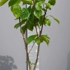 Kaki (Diospyros Kaki) 22 Kaki (Diospyros Kaki) -Aanbiedingen Bloem Land Winkel kakihalfstam02