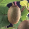Kiwiplant Actinidia Chinensis 'Solissimo' -Aanbiedingen Bloem Land Winkel kiwiplant