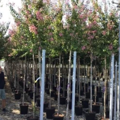Roze Lagerstroemia Als Boom (Lagerstroemia Indica) -Aanbiedingen Bloem Land Winkel lagerstreomia rosea 6 8 1