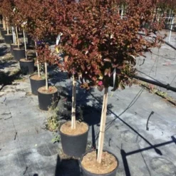 Lagerstroemia Als Halfstam (Lagerstroemia Indica 'Berry Dazzle') -Aanbiedingen Bloem Land Winkel lagerstroemia black dazzle halfstam