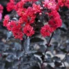 Lagerstroemia (Lagerstroemia 'Black Diamond Best Red')