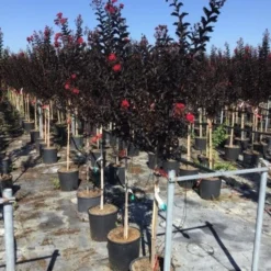 Lagerstroemia Als Halfstam (Lagerstroemia 'Black Diamond Best Red') -Aanbiedingen Bloem Land Winkel lagerstroemia black diamond halfstam