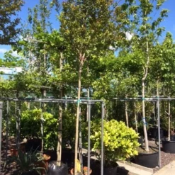 Roze Lagerstroemia Als Boom (Lagerstroemia Indica) -Aanbiedingen Bloem Land Winkel lagerstroemia indica 10 12ho