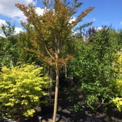 Roze Lagerstroemia Als Boom (Lagerstroemia Indica) -Aanbiedingen Bloem Land Winkel lagerstroemia indica halfstam 14 16