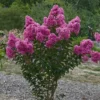 Lagerstroemia Roze (Lagerstroemia Indica) -Aanbiedingen Bloem Land Winkel lagerstroemia indica roze 1