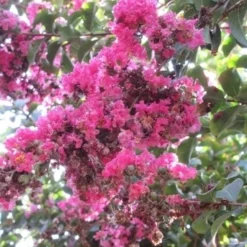 Roze Lagerstroemia Als Boom (Lagerstroemia Indica) -Aanbiedingen Bloem Land Winkel lagerstroemia indica roze 10