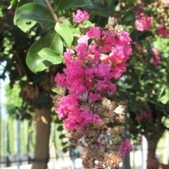 Roze Lagerstroemia Als Boom (Lagerstroemia Indica) -Aanbiedingen Bloem Land Winkel lagerstroemia indica roze 11