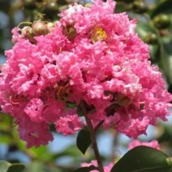 Roze Lagerstroemia Als Boom (Lagerstroemia Indica) -Aanbiedingen Bloem Land Winkel lagerstroemia indica roze 7
