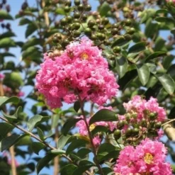 Roze Lagerstroemia Als Boom (Lagerstroemia Indica) -Aanbiedingen Bloem Land Winkel lagerstroemia indica roze 8