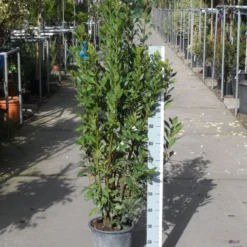 Echte Laurier (Laurus Nobilis) -Aanbiedingen Bloem Land Winkel laurus nobilis 100 125 c10
