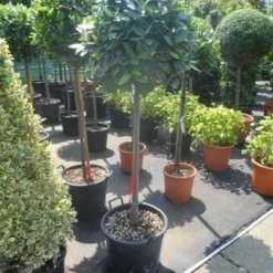 Echte Laurier Als Boom (Laurus Nobilis) -Aanbiedingen Bloem Land Winkel laurus nobilis 100stam c35