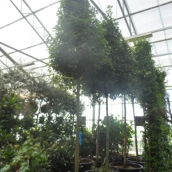 Echte Laurier Als Piramide (Laurus Nobilis) -Aanbiedingen Bloem Land Winkel laurus nobilis 16 18 20ho c350 pyramide