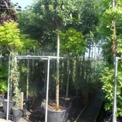 Echte Laurier Als Boom (Laurus Nobilis) -Aanbiedingen Bloem Land Winkel laurus nobilis 16 18ho cont. bol