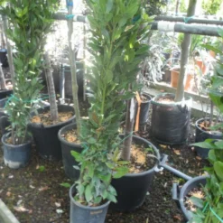 Echte Laurier Als Piramide (Laurus Nobilis) -Aanbiedingen Bloem Land Winkel laurus nobilis 80 100 c5